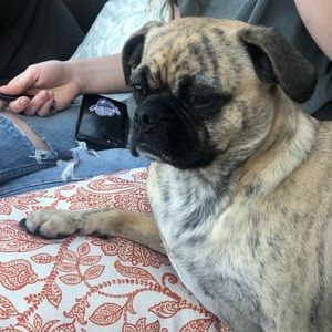 Meet your Posher, Skye